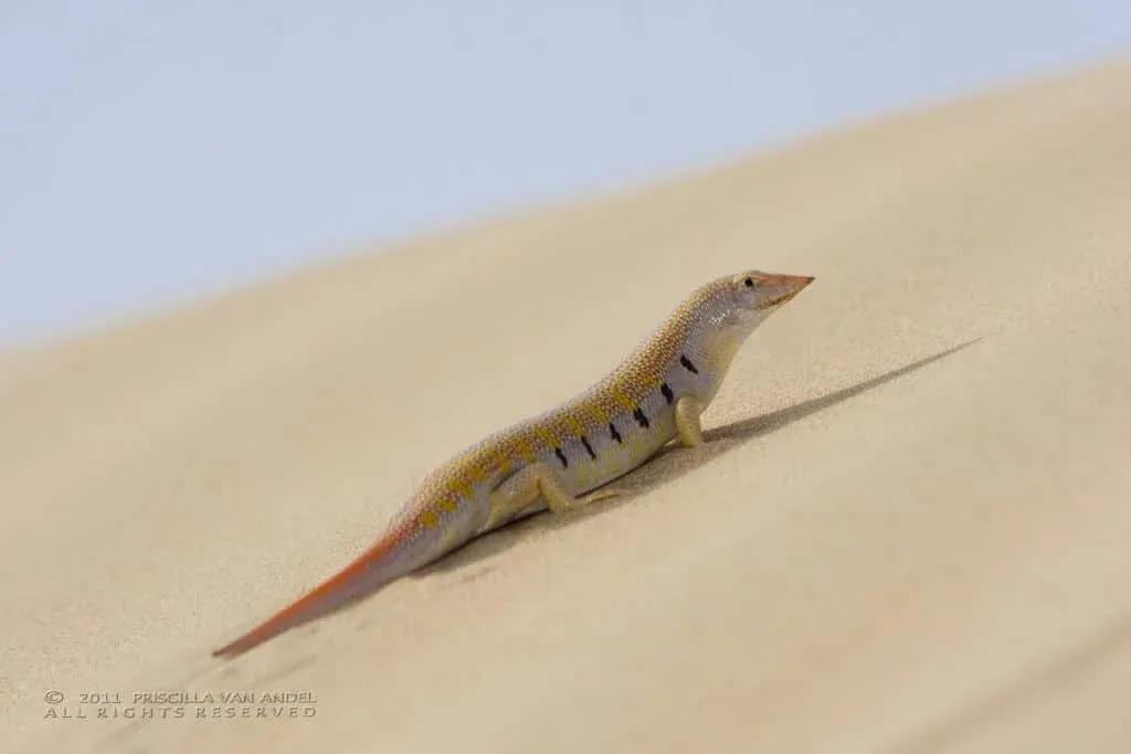 Sandfish on a sand dune 