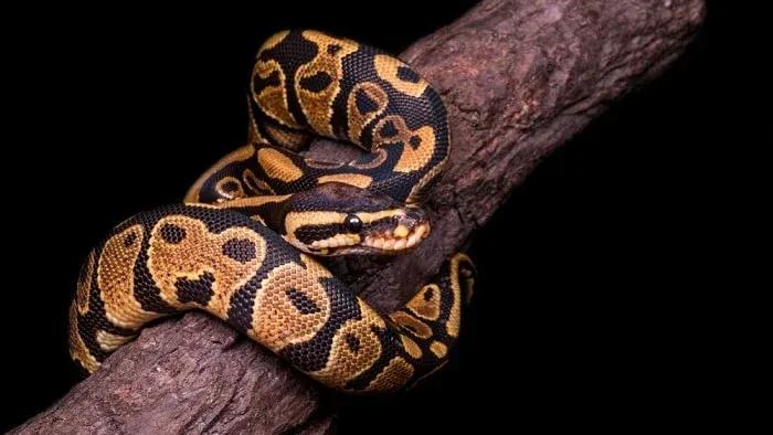 Ball Python on Branch