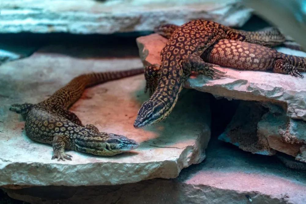 2 Ackie Monitors on Basking Rocks