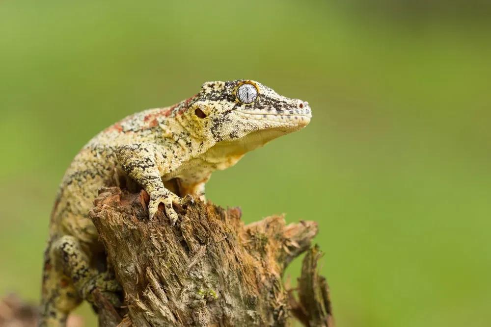 Gargoyle Gecko on a branch outside in the sun