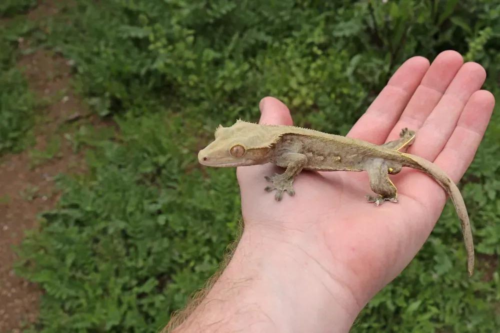 Crested Gecko Supplies