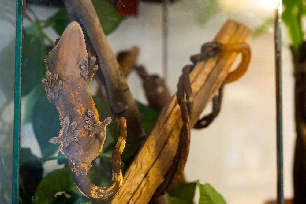 Crested Gecko Enclosure