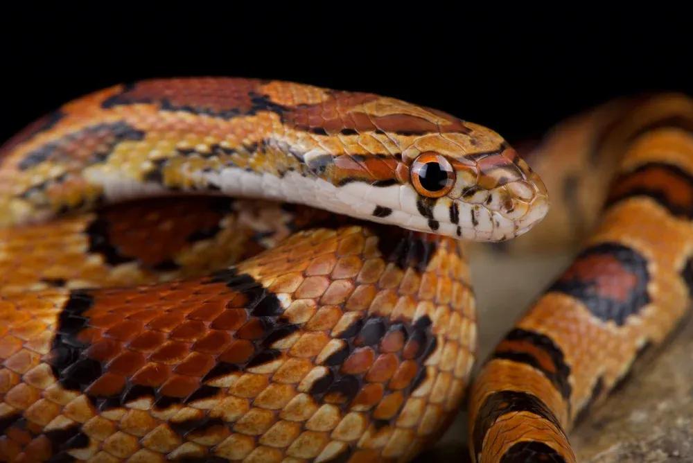 Corn Snake in front of black background 
