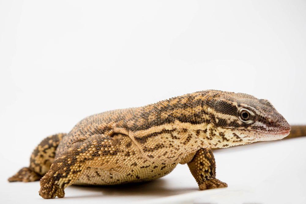 Ackie Monitor Shedding Problems