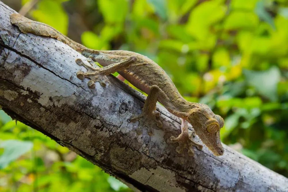 Leaf-Tailed Gecko on branch outside