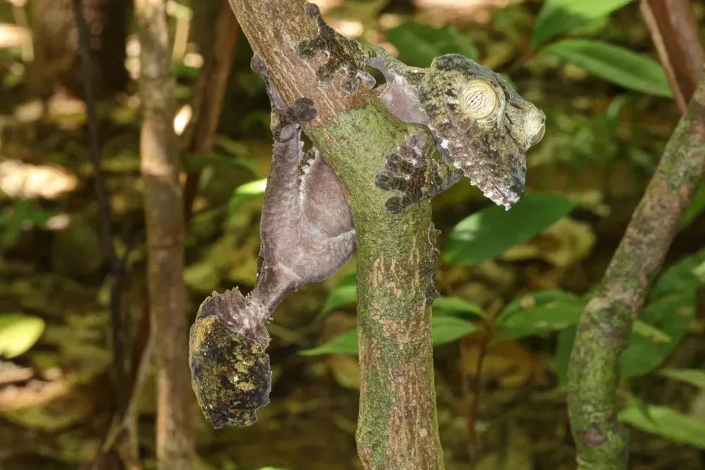 Leaf-Tailed Gecko on a branch outside