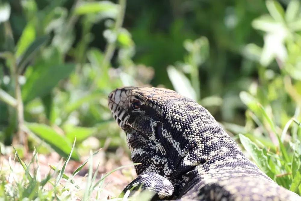 Tegu in the sun