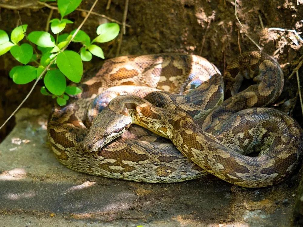 Dumeril’s Boa outside in the sunlight