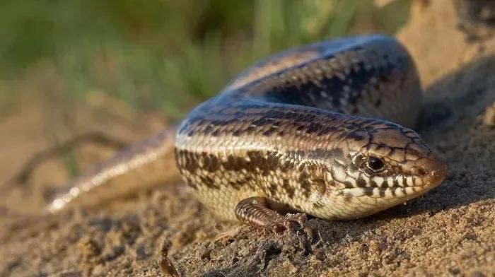 Ocellated Skink in the sun