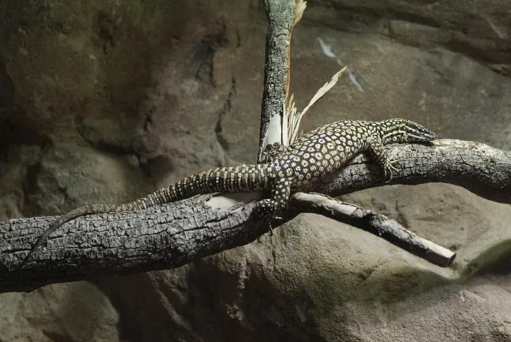 Ackie Monitor on Branch