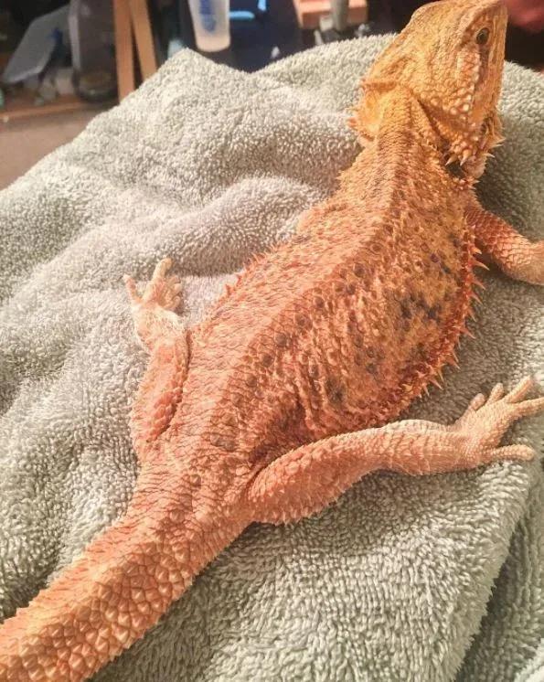 Skinny beardie
