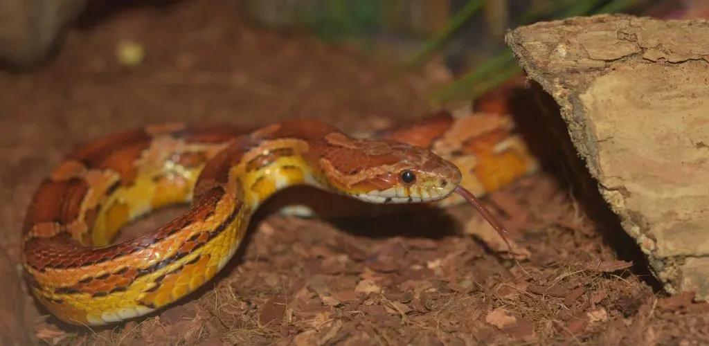 Corn Snake Substrate