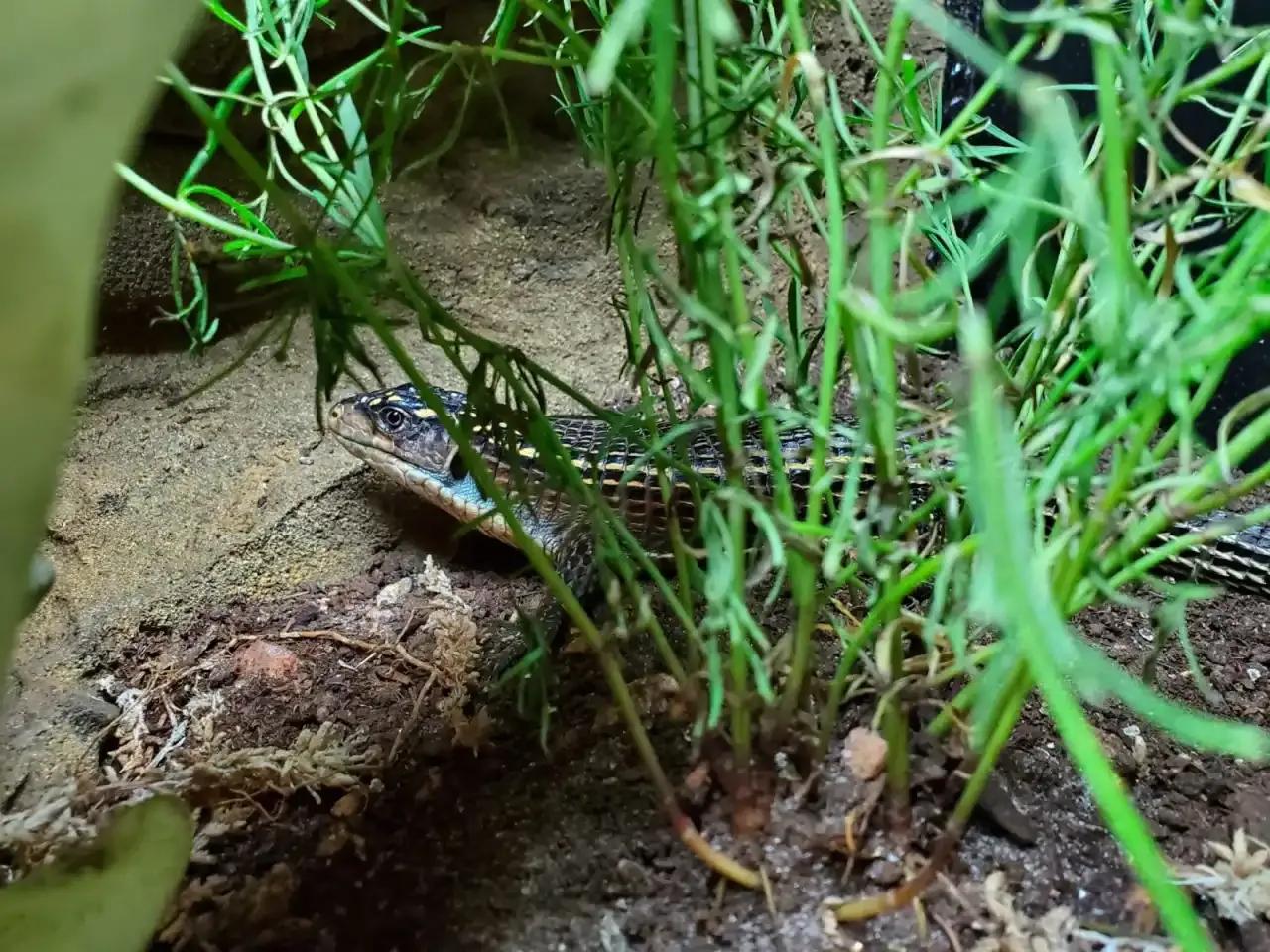Close up of reptile behind plant 