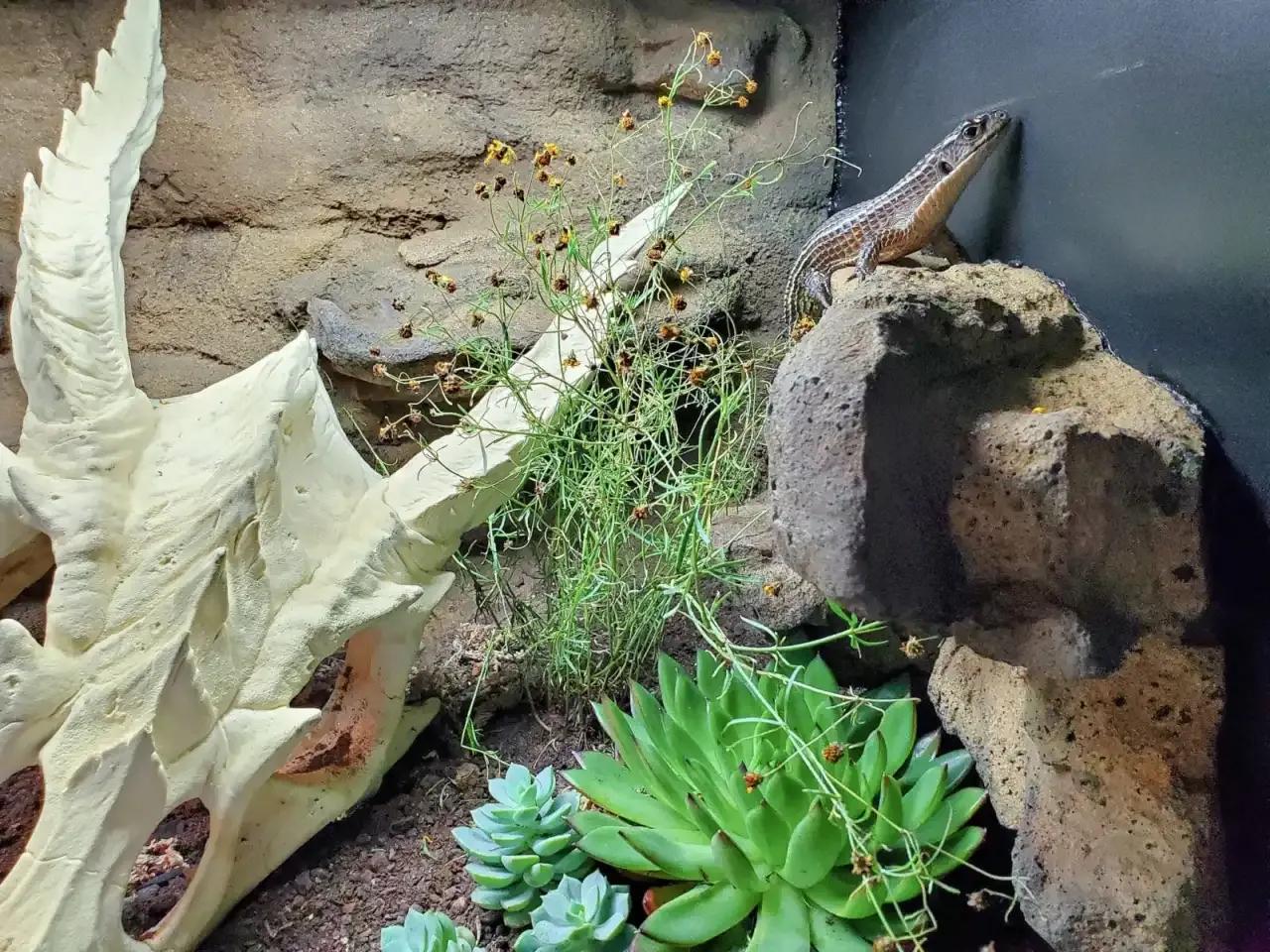 Reptile on ledge 