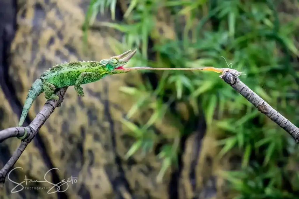 Jackson’s Chameleon catching a bug with a tongue 