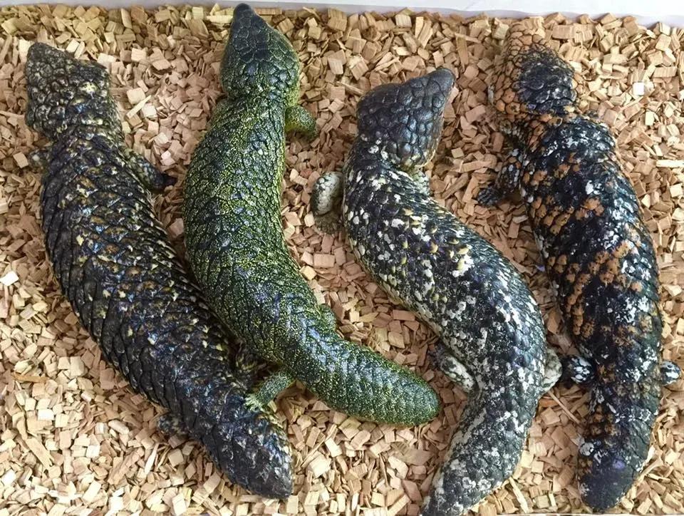 Shingleback Skinks