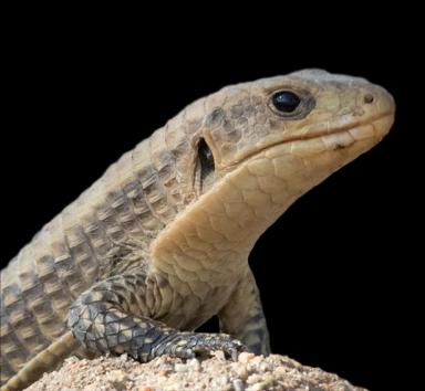 Sudan plated lizard