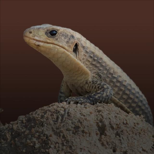 Sudan plated lizard