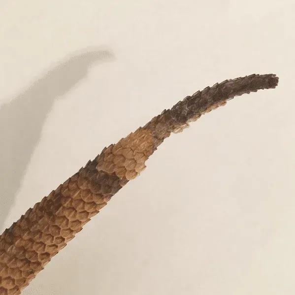 Bearded Dragon Tail Rot