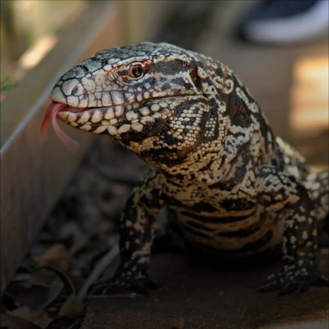 Tegu