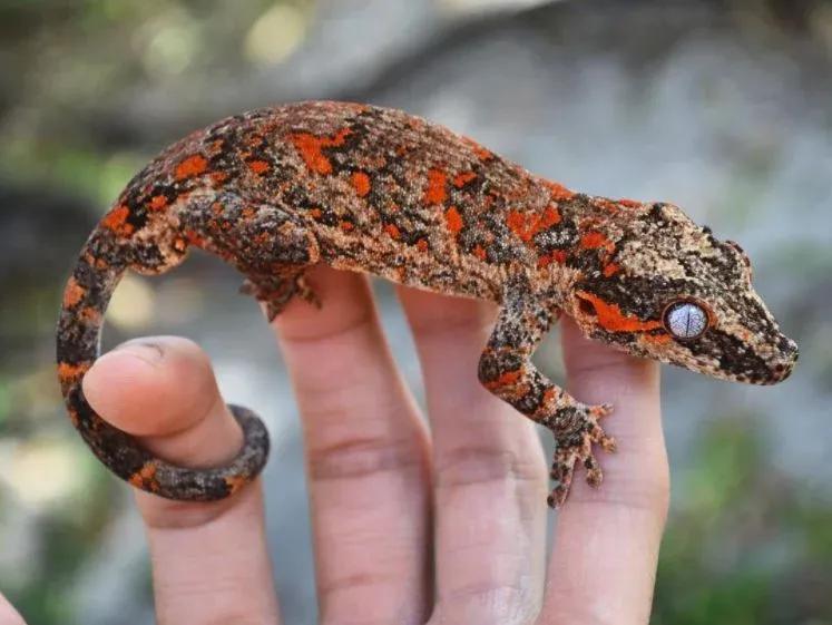 Orange blotched Gargoyle Gecko