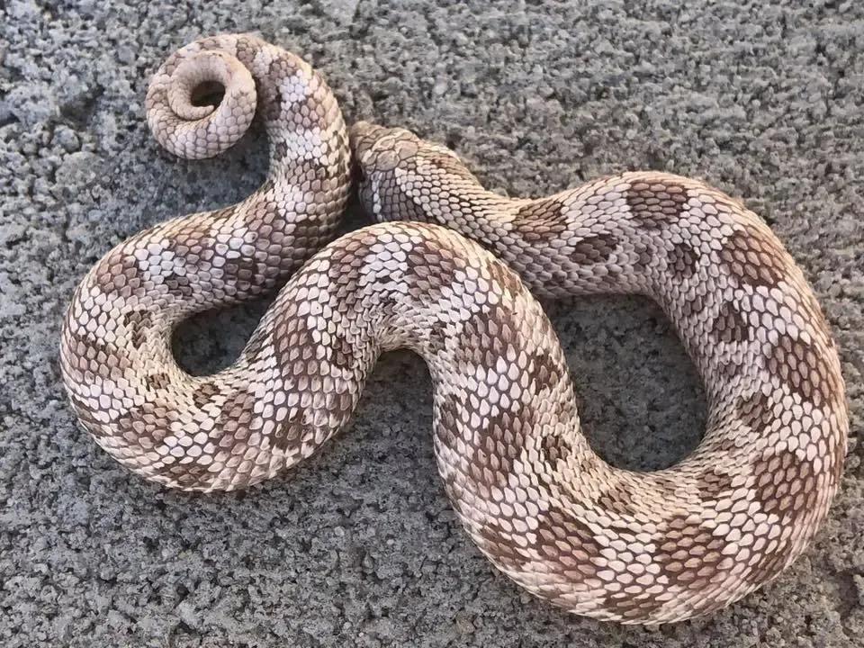 Western hognose (Heterodon nasicus)