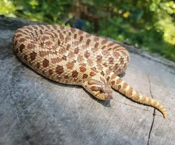 Hognose basking on stump