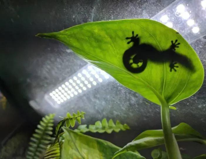 Mourning gecko on a leaf from under the leaf