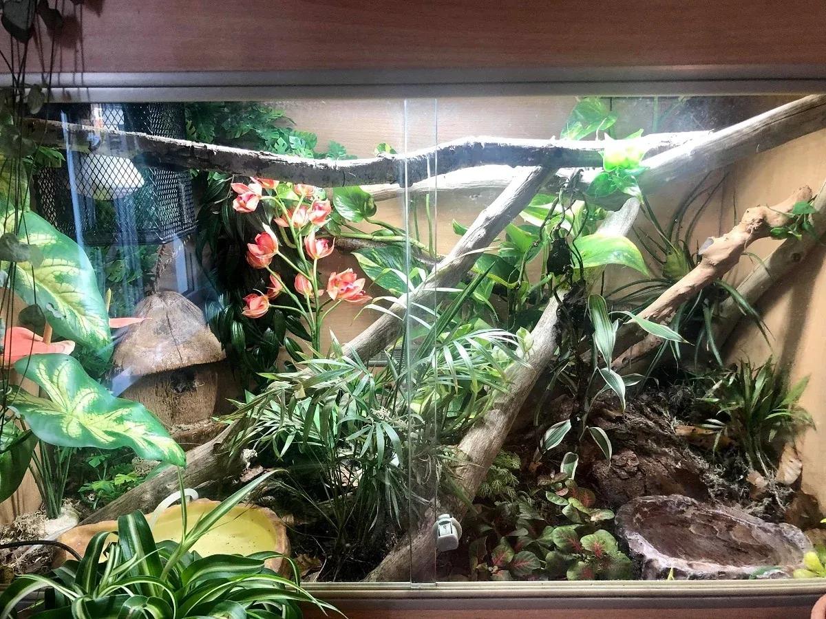 Boa Enclosure Photo Contributed by Rachael Oman