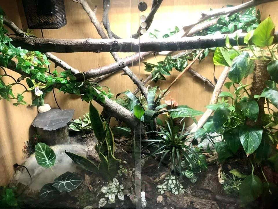 Boa Enclosure Photo Contributed by Rachael Oman