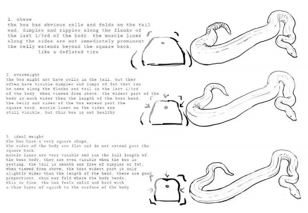 Boa Constrictor Obesity Chart