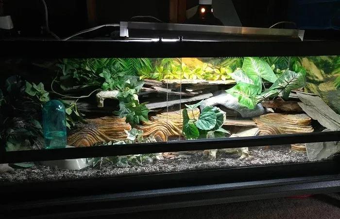 Leopard Gecko Enclosure Photo Contributed by Dan Lee