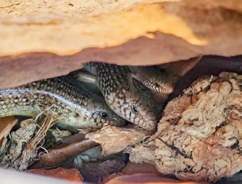 ocellated skink colony