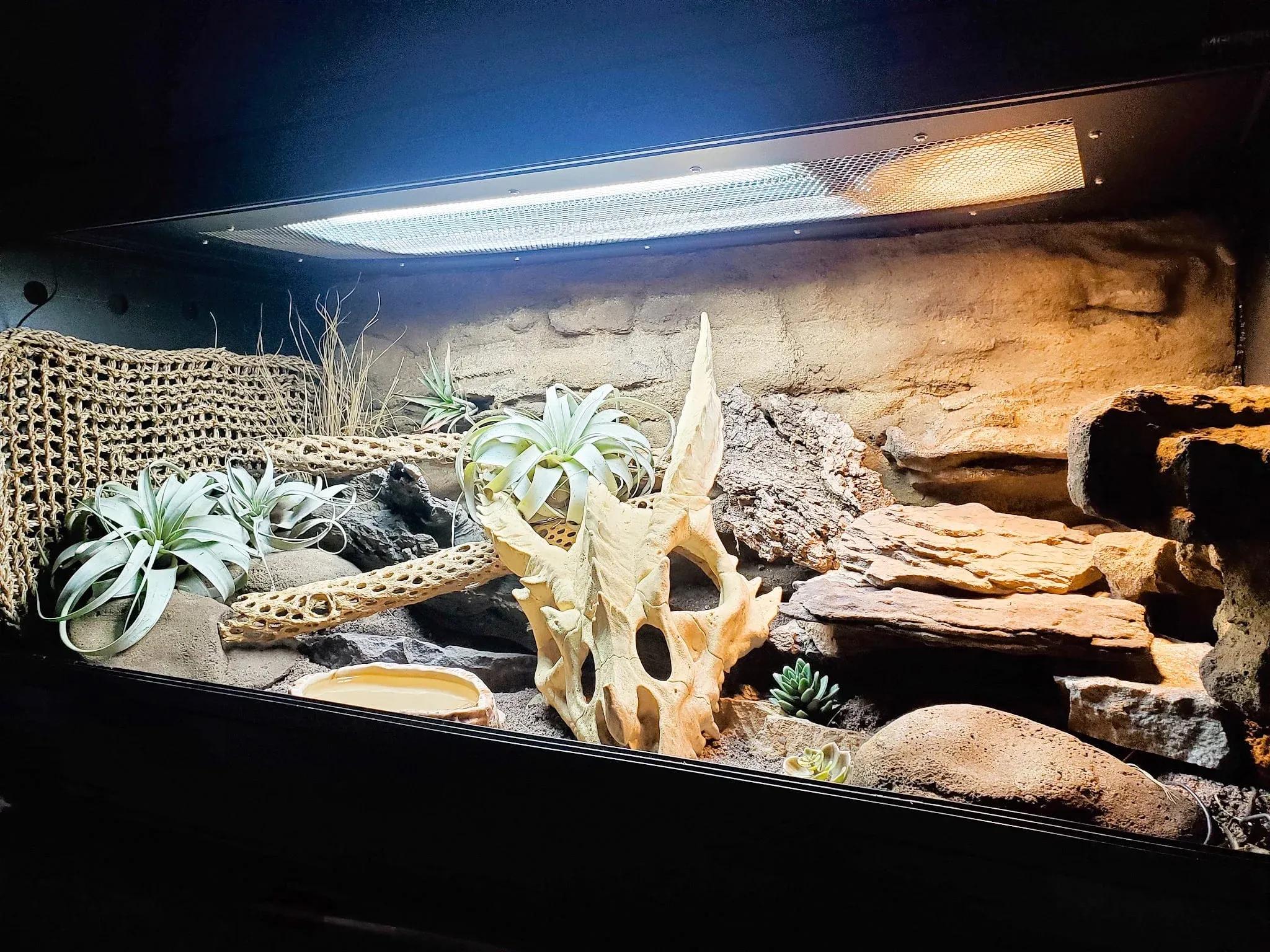 Sudan Plated Lizard Enclosure Photo Contributed by Mariah Healey