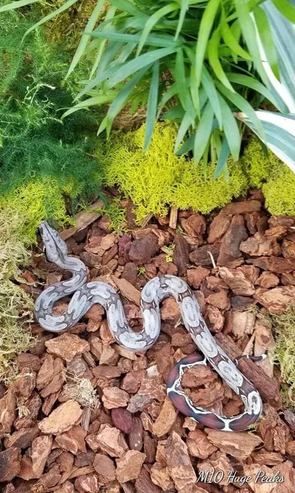 2-week-old Suriname boa