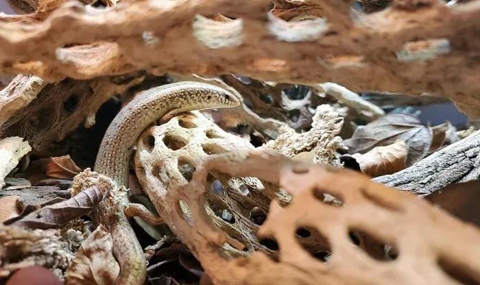 ocellated skink on branches in enclosure