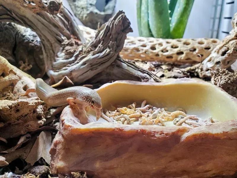 Ocellated Skink eating from a bowl