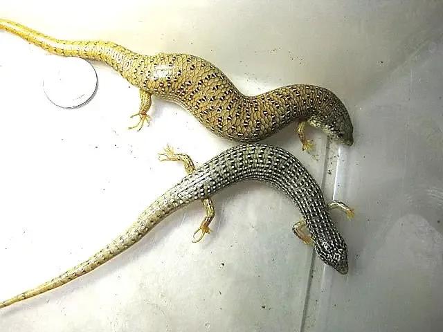 Female Ocellated Skink on top, male Ocellated Skink below.