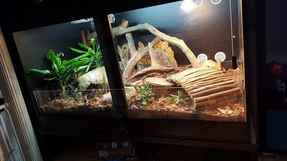 Bearded Dragon enclosure picture Contributed by Bearded Dragons Network