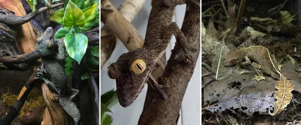 3 types of Leaf-Tailed Geckos, Left: U. sikorae by Mariah Healey, Middle: U. fimbriatus by James Muenchen, Right: U. phantasticus by Phantastic Geckos