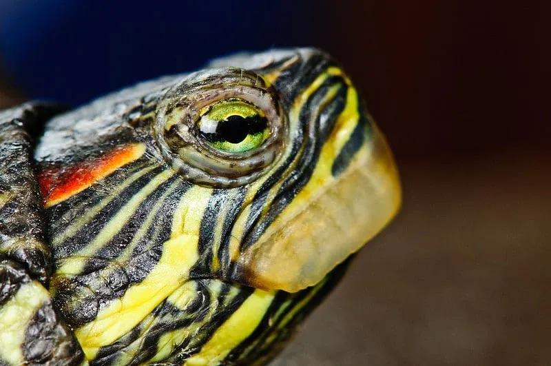 Red-Eared Slider with Overgrown Beak