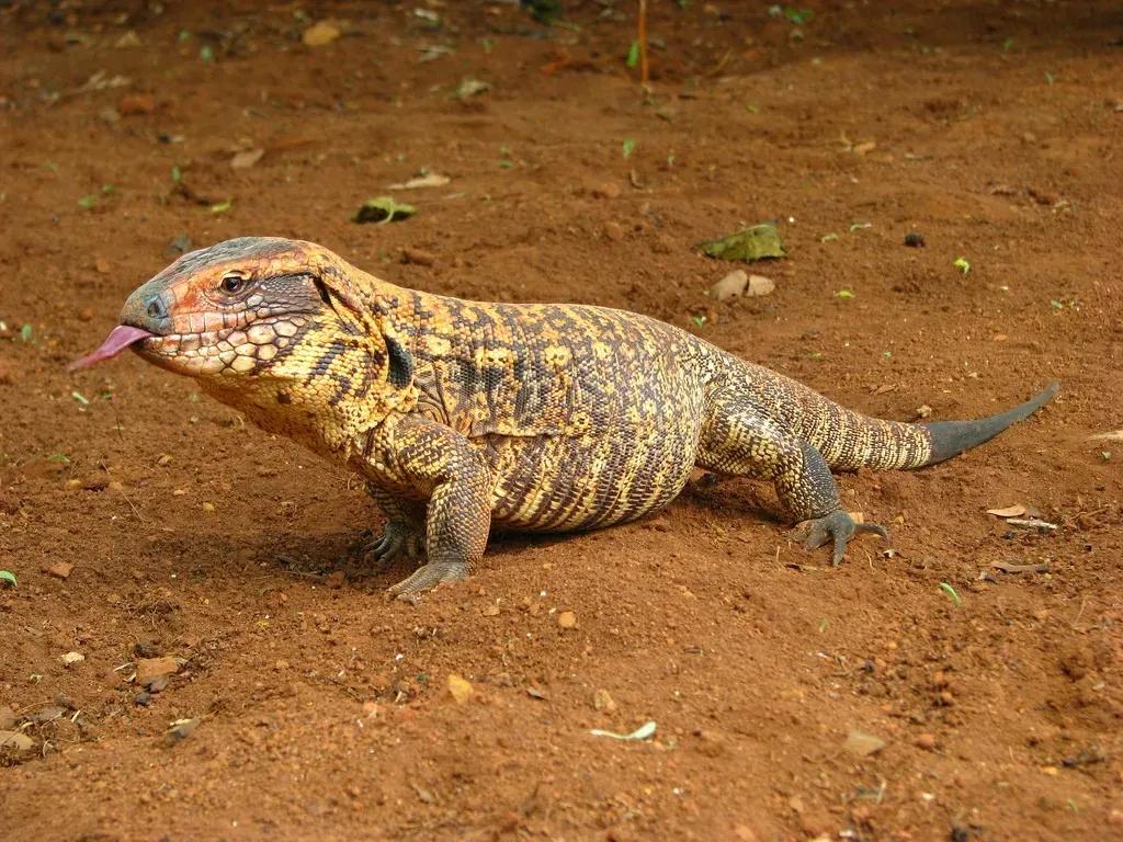 Salvator duseni (Yellow Tegu)