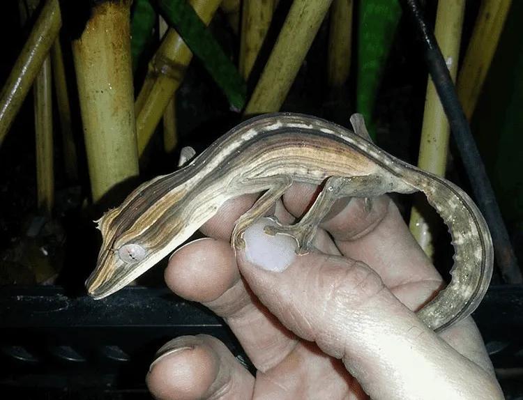 Female Uroplatus lineatus
