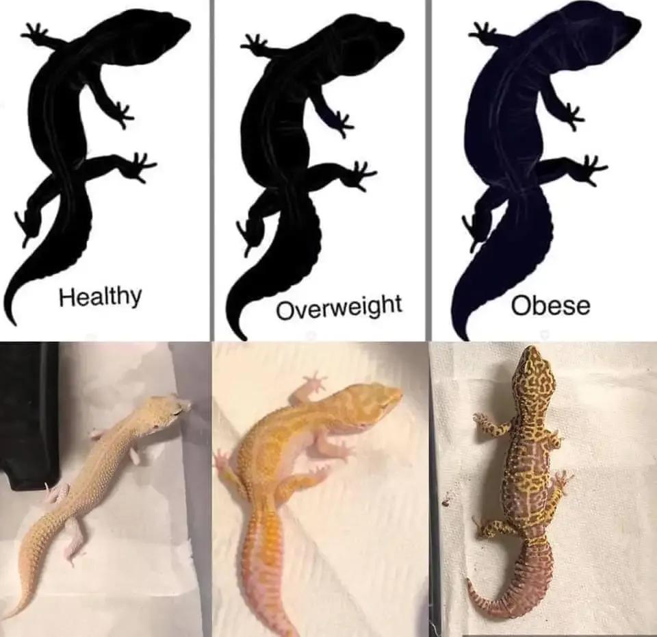 Chart of leopard gecko body types