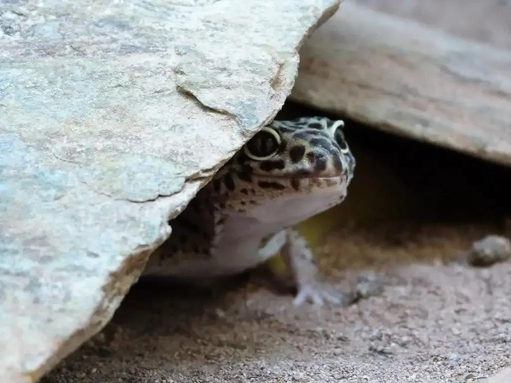 Leopard gecko looking out from under a rock