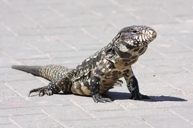 Salvator merianae (Black and White Tegu)