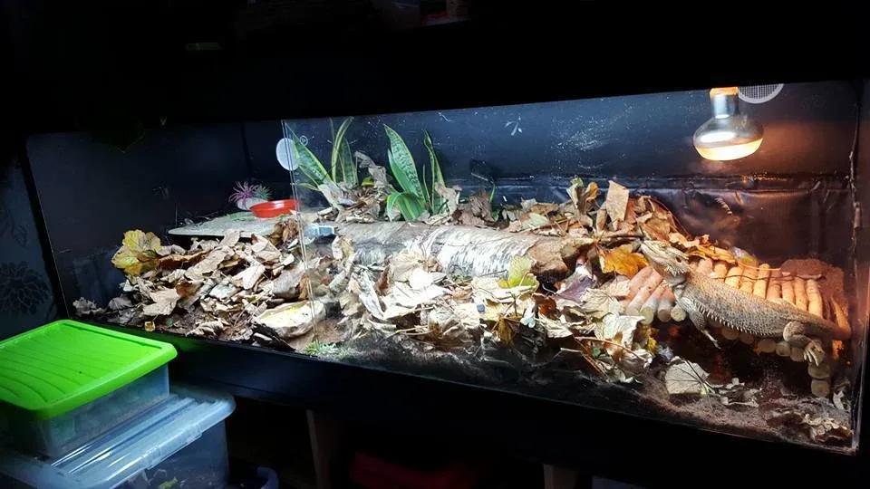 Bearded Dragon enclosure picture Contributed by Bearded Dragons Network