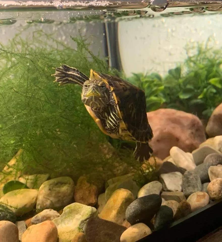 Red-Eared Slider Turtle Tank Photo Contributed by Ashley Sell
