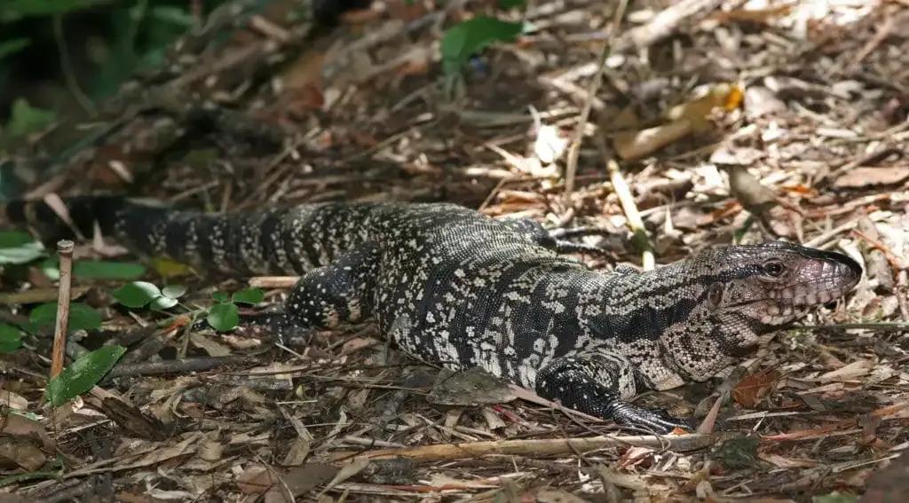 Tegu on leafy ground