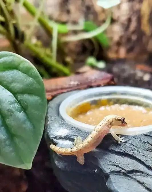 Mourning Geckos eating CGD